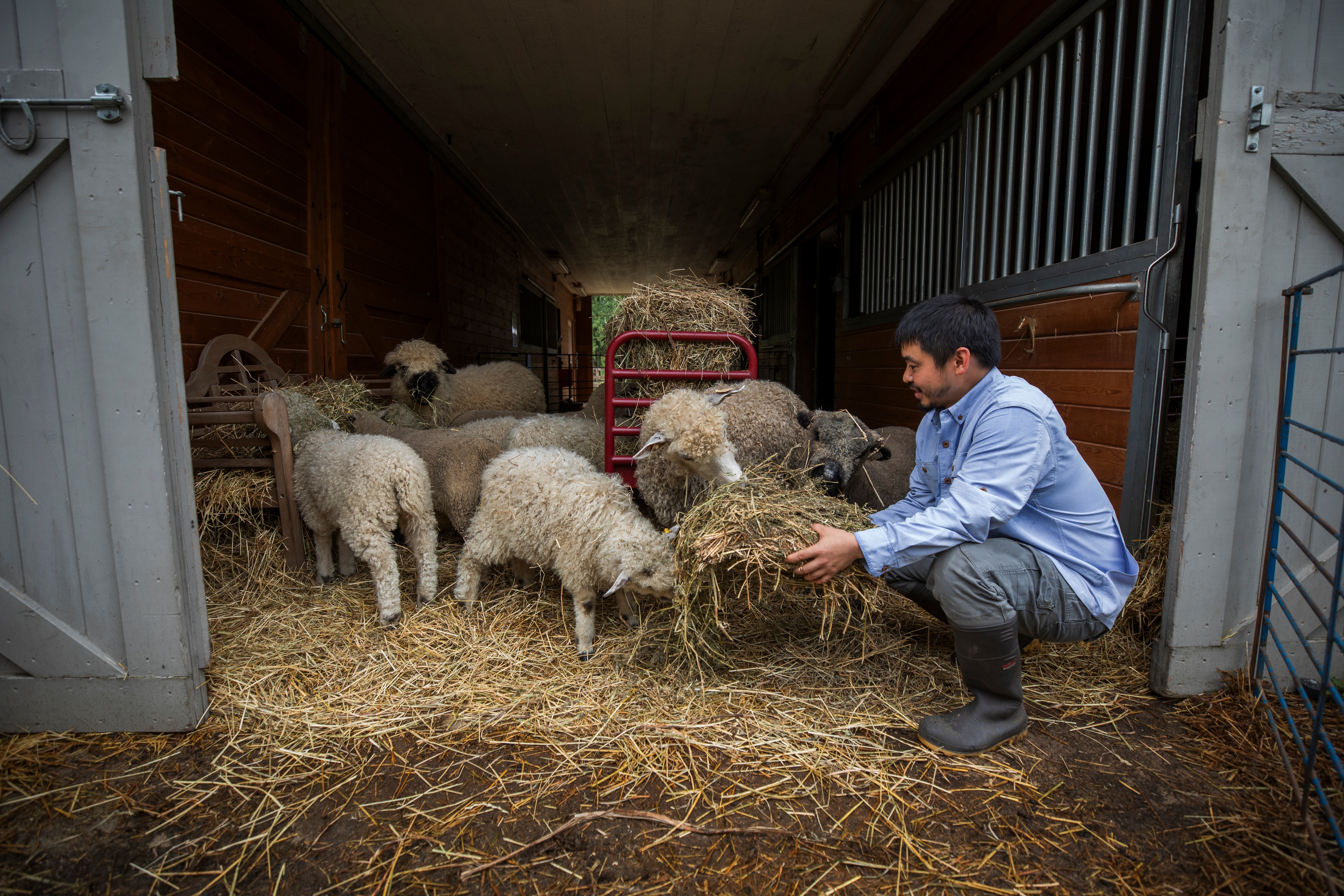 From hauling livestock and powering work to delivering flowers, see how F-150 Lightning is “a total gamechanger” for Chris Yamamoto and his seven-acre farm.